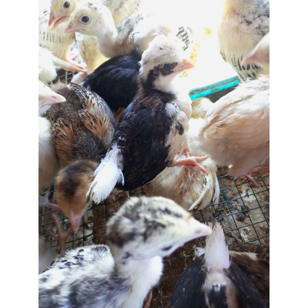 Ayam Hias Polan - Ayam Jambul - Ayam Rambut Jambul Polan