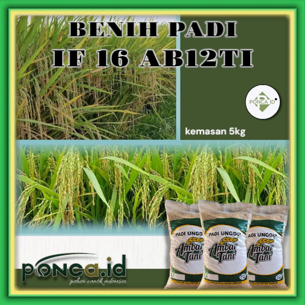 BENIH PADI IF 16 AB12TI 5KG ORIGINAL