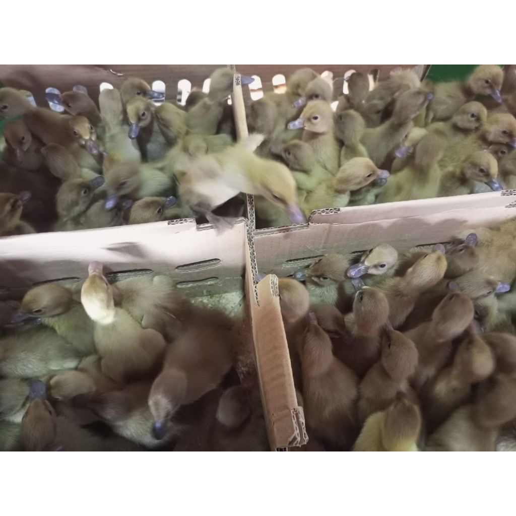 Bebek Betina Super - Bebek Telur Super - Bebek Lokal Betina