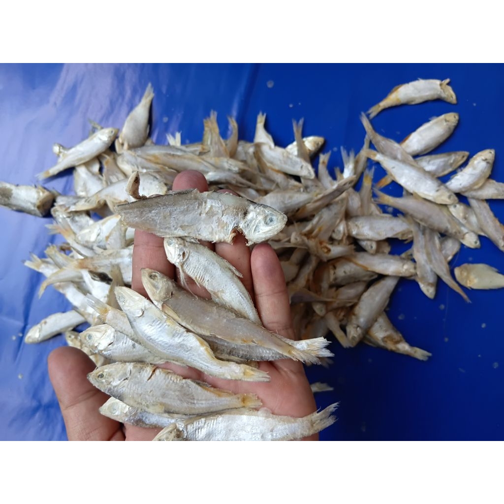 

Ikan Asin Bilis Ikan Asin Lempuk Ikan Asin Tipis Ikan Asin Kering