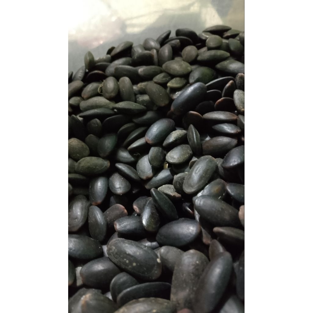 

BIJI KEDAWUNG / bahan herbal kering / 100gr