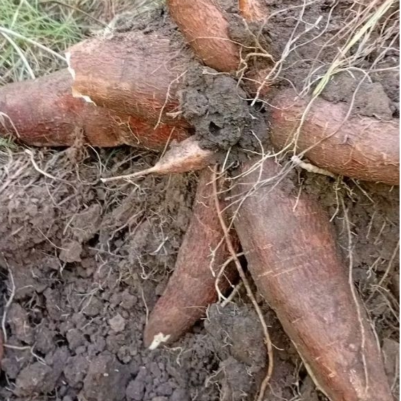 

Singkong Kuning, Singkong Mentega, Singkong Tape 1Kg