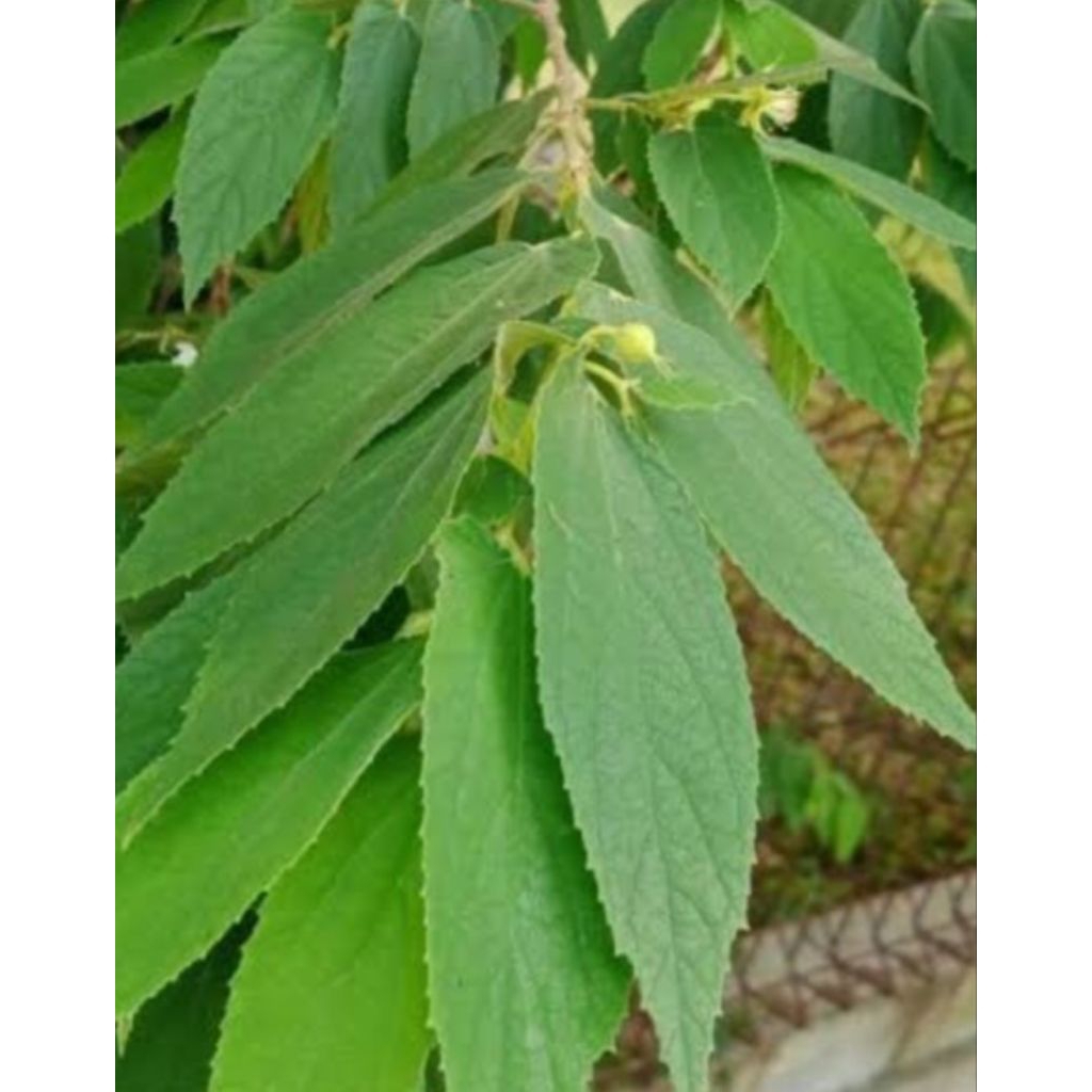 

Jual daunkersen segar petik langsun kuwalitas bagus 1 kg