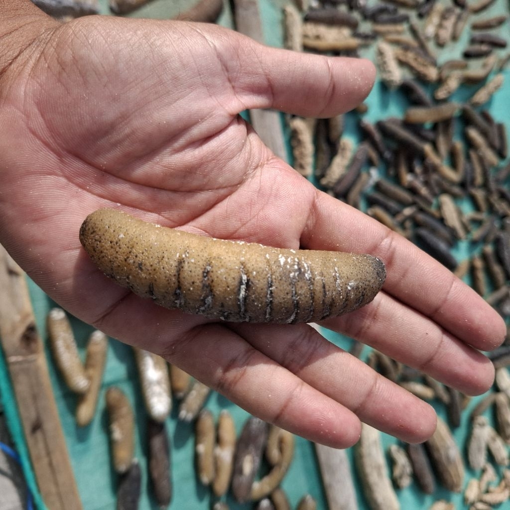 

Teripang gosok super kering hoisom isi 3-5 hoisom kering - 100gr