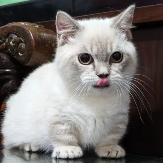 kucing bsh munchkin silver / anak kucing cebol silver jantan