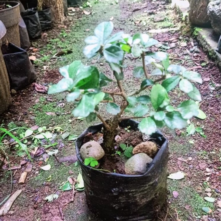 BONSAI MINI HOKIANTEA MICRO BUAH & BERBUNGA
