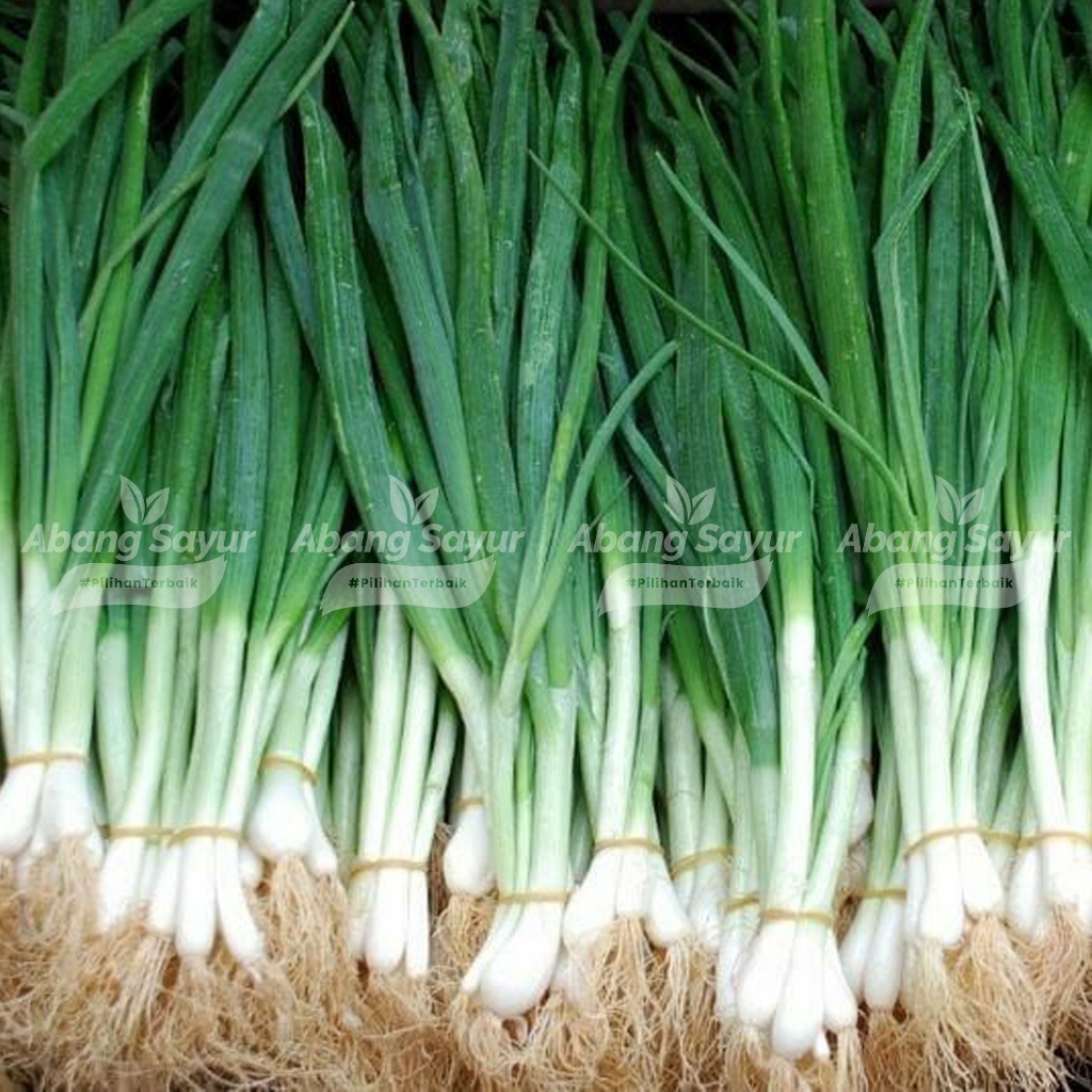 

Daun Bawang 250gr – Kirim Instant Bandung Sayur Segar (Fresh Harian) - Pelengkap Masakan