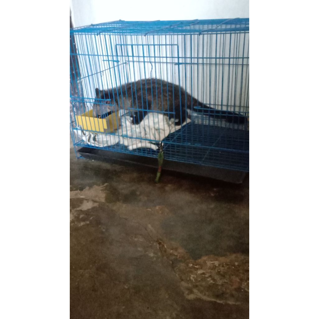 muspan, aman untuk anak anak