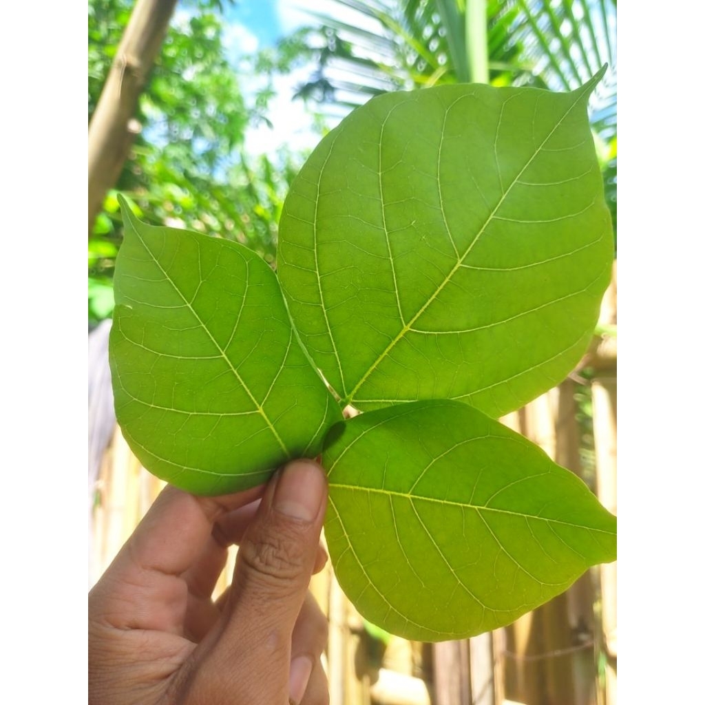 

Daun Dadap serep fresh 1 tangkai