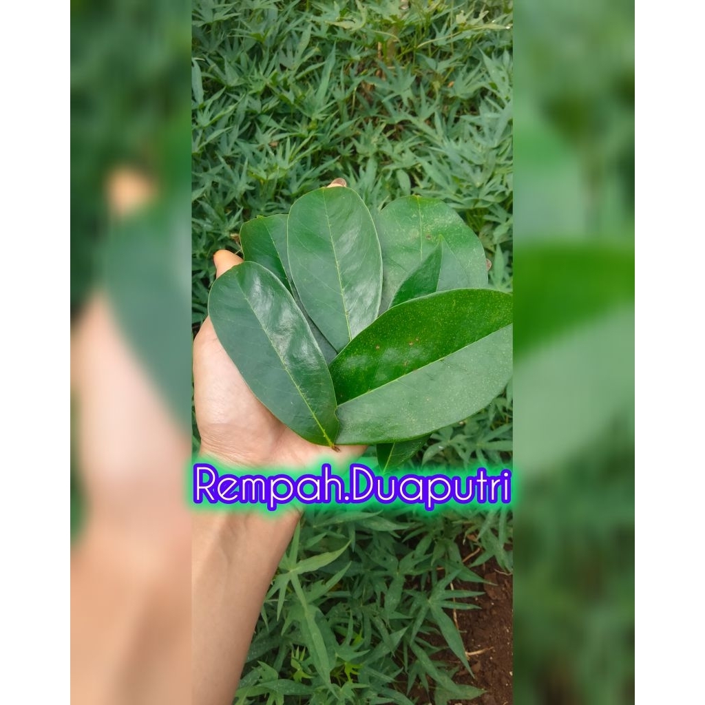 

Daun sirsak segar isi 100 lembar