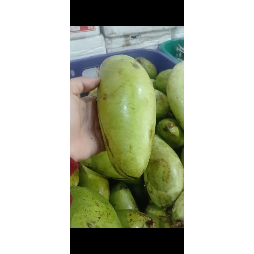 

mangga rujak manalagi 1 kilo