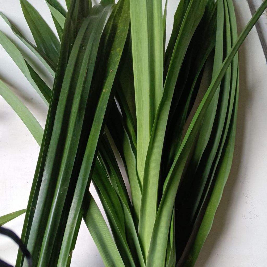 

daun Suji fresh sangat baik 20 lembar segar