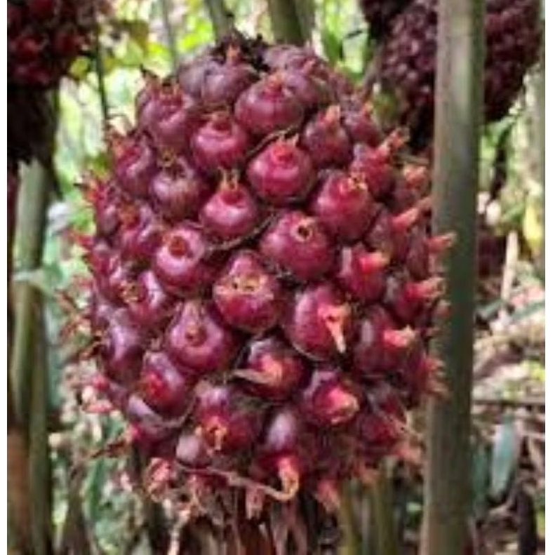 

HONJE LAKA 1 KG / BUAH HONJE SUPER