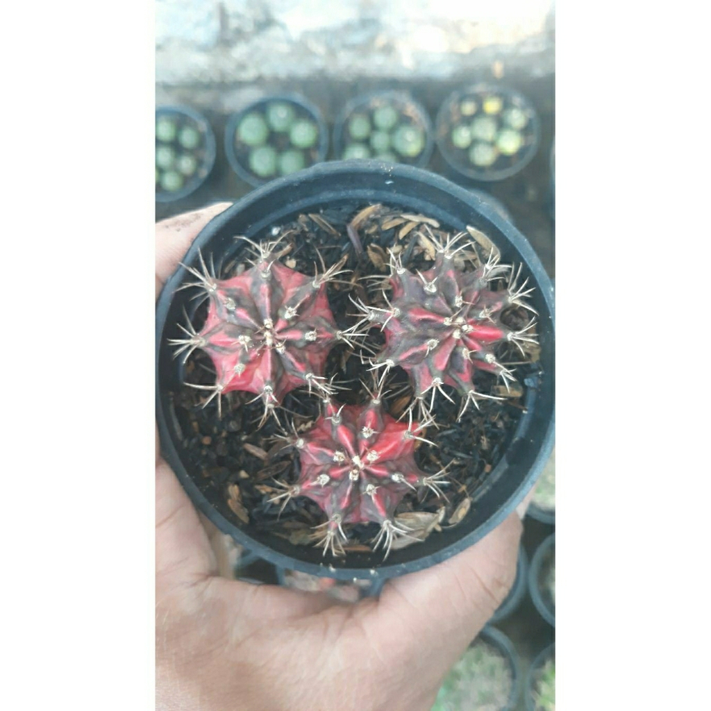 kaktus miha varigata papaya