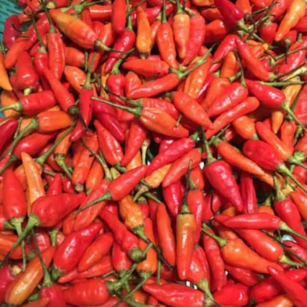 

cabe setan rawit orange 100gr