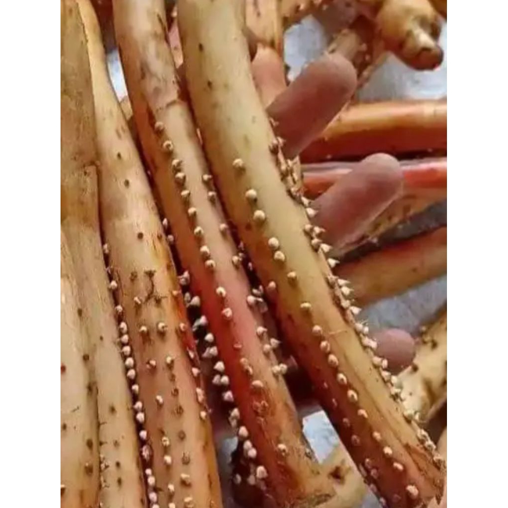 

akar pohon pinang 1 kg