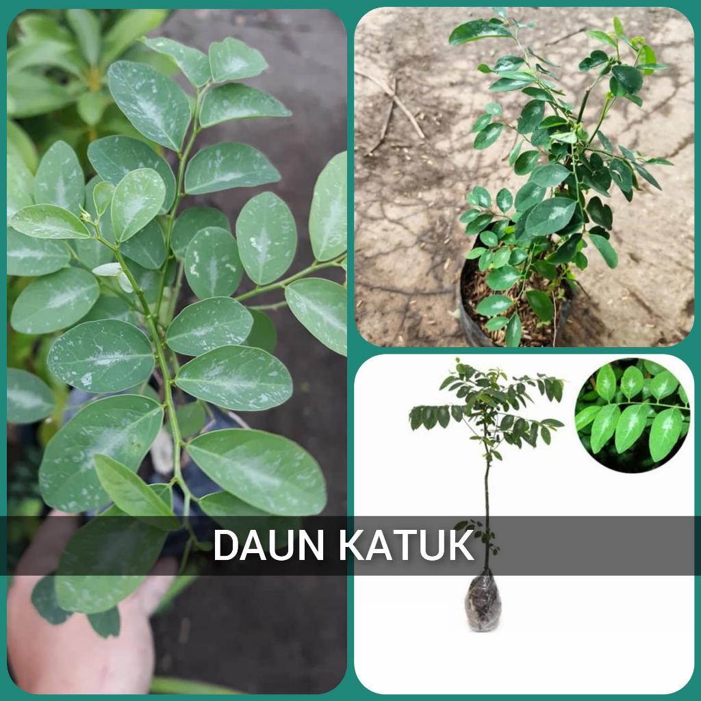 Bibit Daun Katuk Tanaman Herbal Daun Katuk Memperbanyak Produksi ASI / Bibit Tanaman Katuk