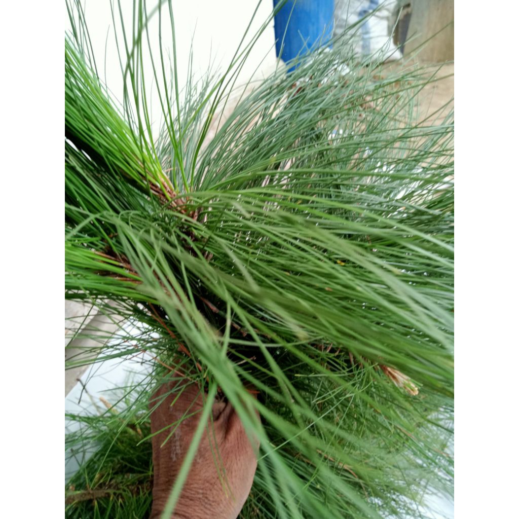 

Daun.pinus.hijau.segar.per.1kg