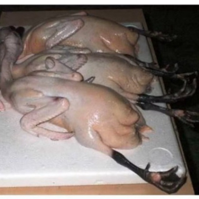 

BEBEK KAMPUNG ASLI BERSIH -+1,5KG BESAR