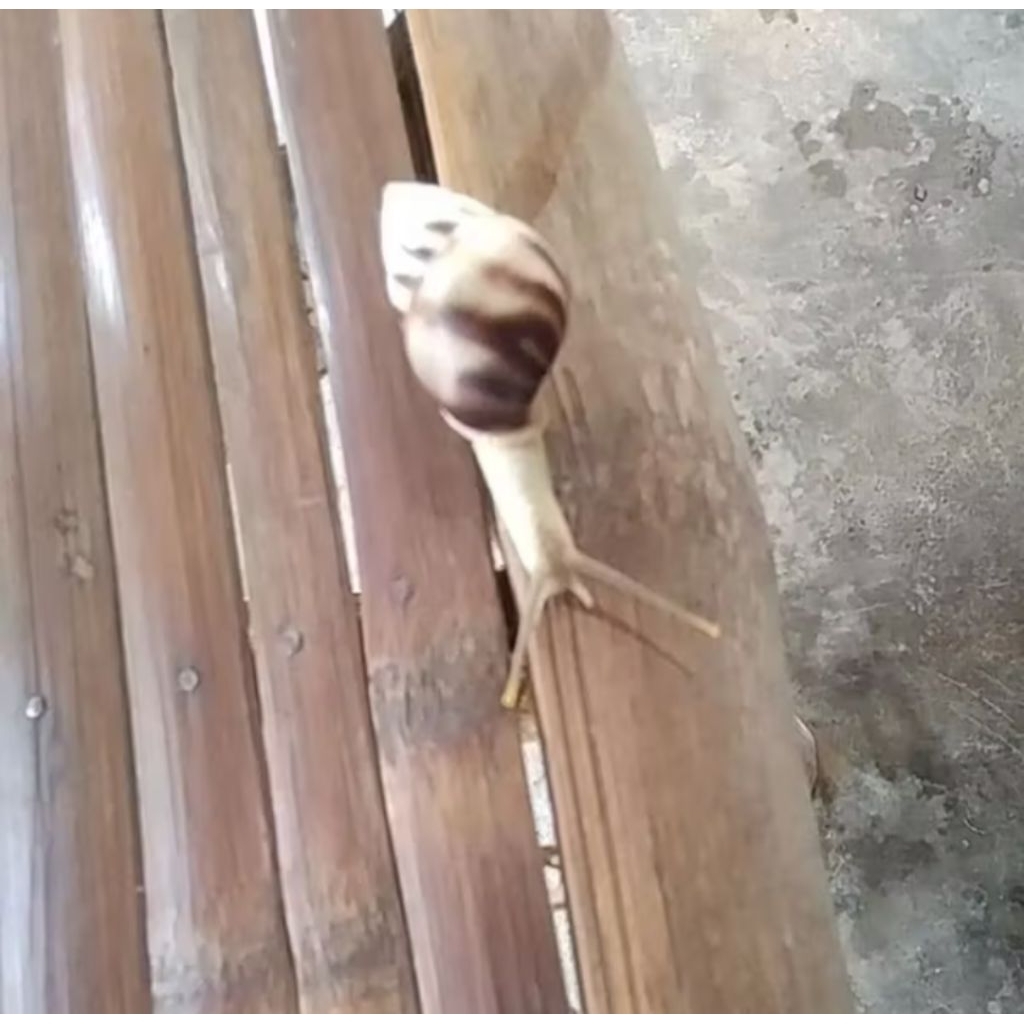 

Promo 5 Siput Pohon / Bekingking / Siput Putih