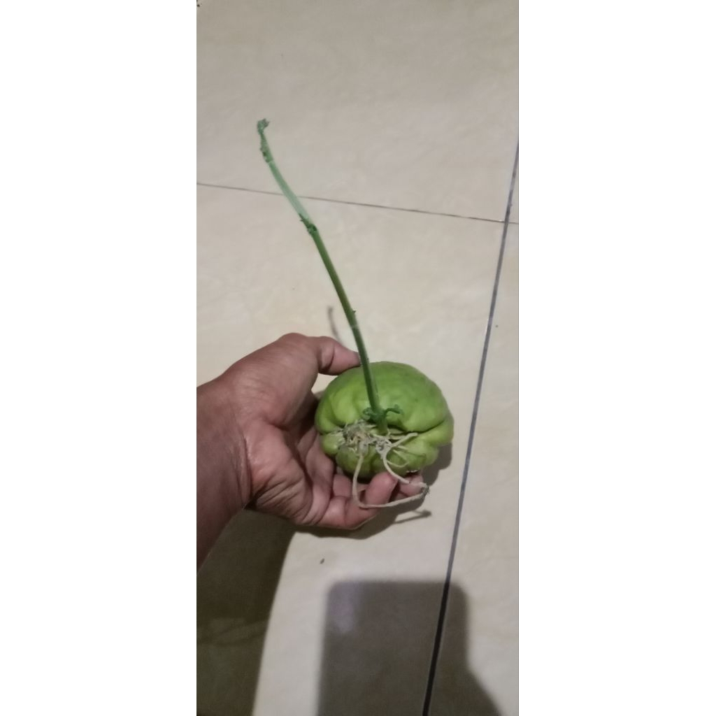 

labu sayur