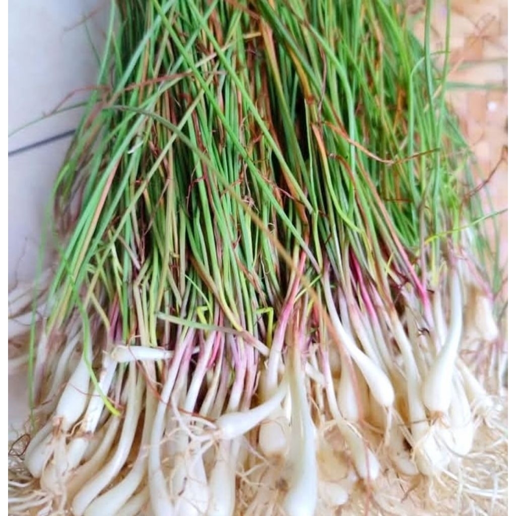 

kucay segar 1kg