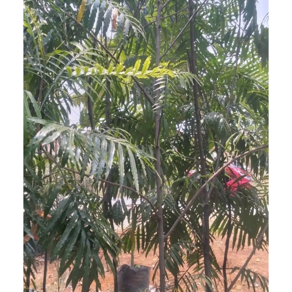 tanaman peneduh pohon kiara payung tinggi 3 meter