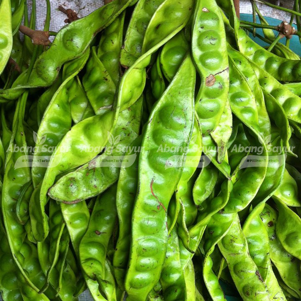 

Petai (pete) 2 Papan – Sayur Segar Bandung (Fresh Harian) - Aroma kuat khas, cocok sambal