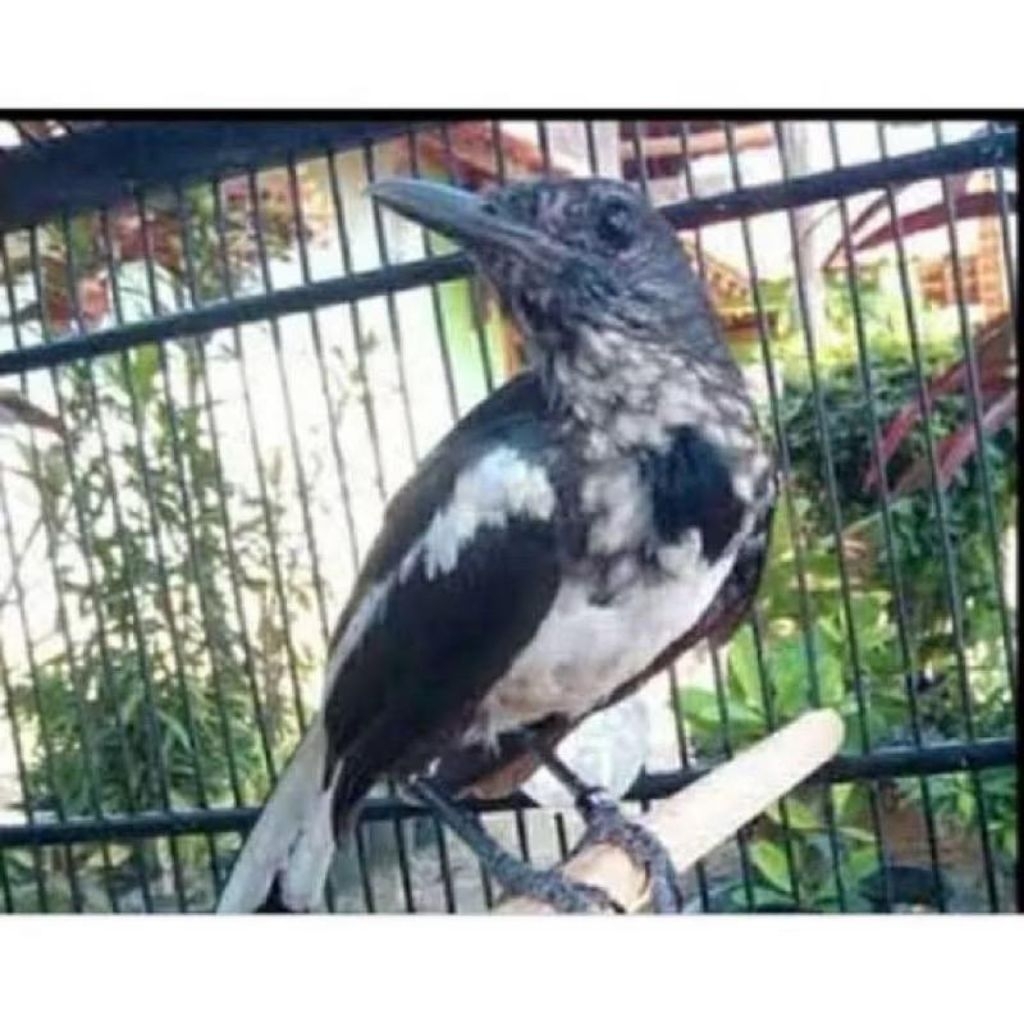 Kacer dapur trotol jantan super joss