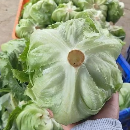 

LETTUCE SELADA FRESH SAYURAN SEGAR 500G