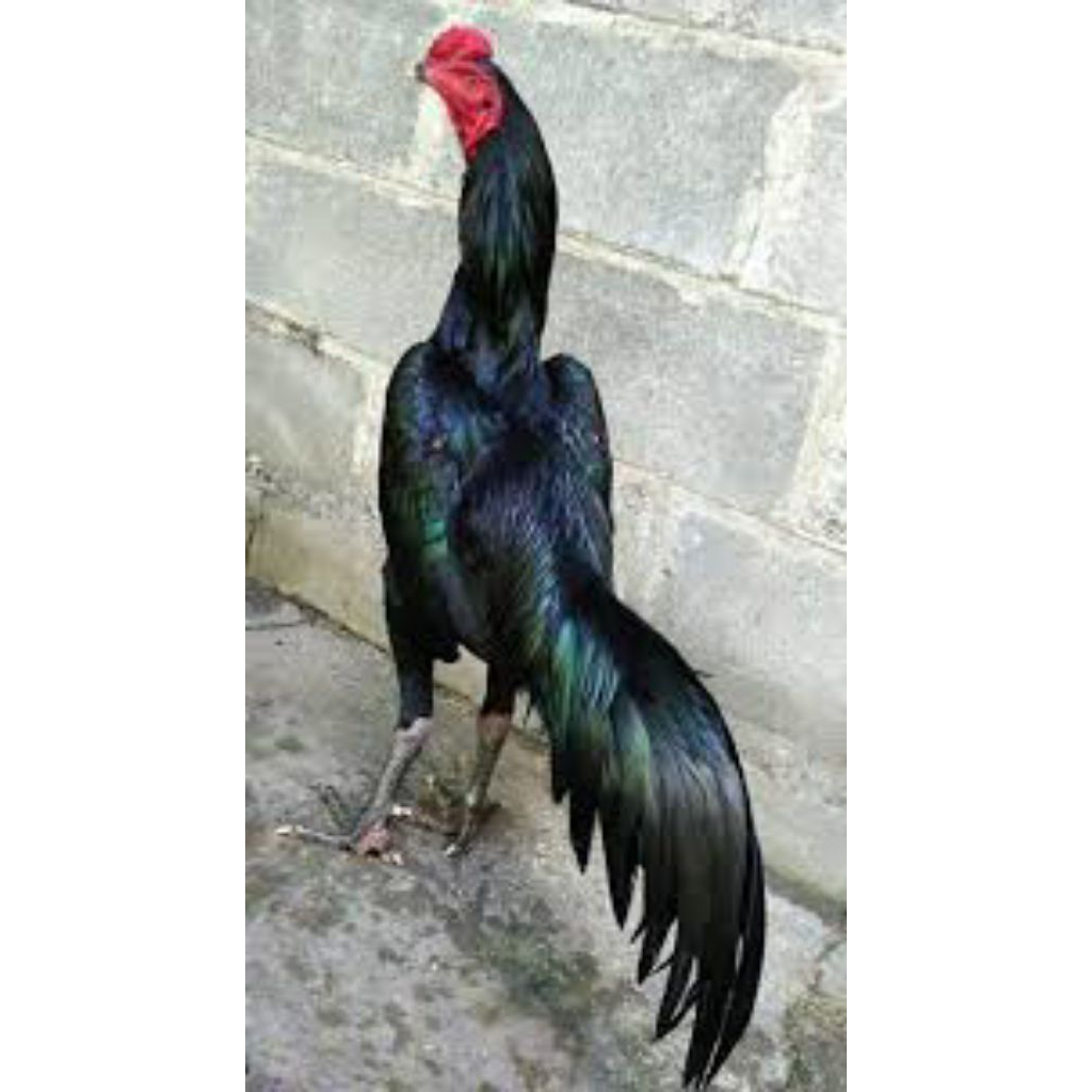 

paket hemat 3 telur ayam larkumbang fertil siap buat ditetaskan