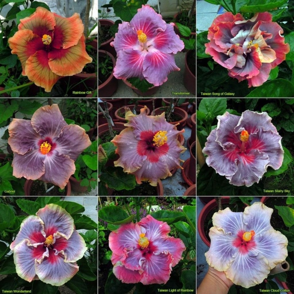 PAKETAN 9 Bunga sepatu Hibiscus - Tanaman hias bunga sepatu - taman hias kembang sepatu - macam Jeni