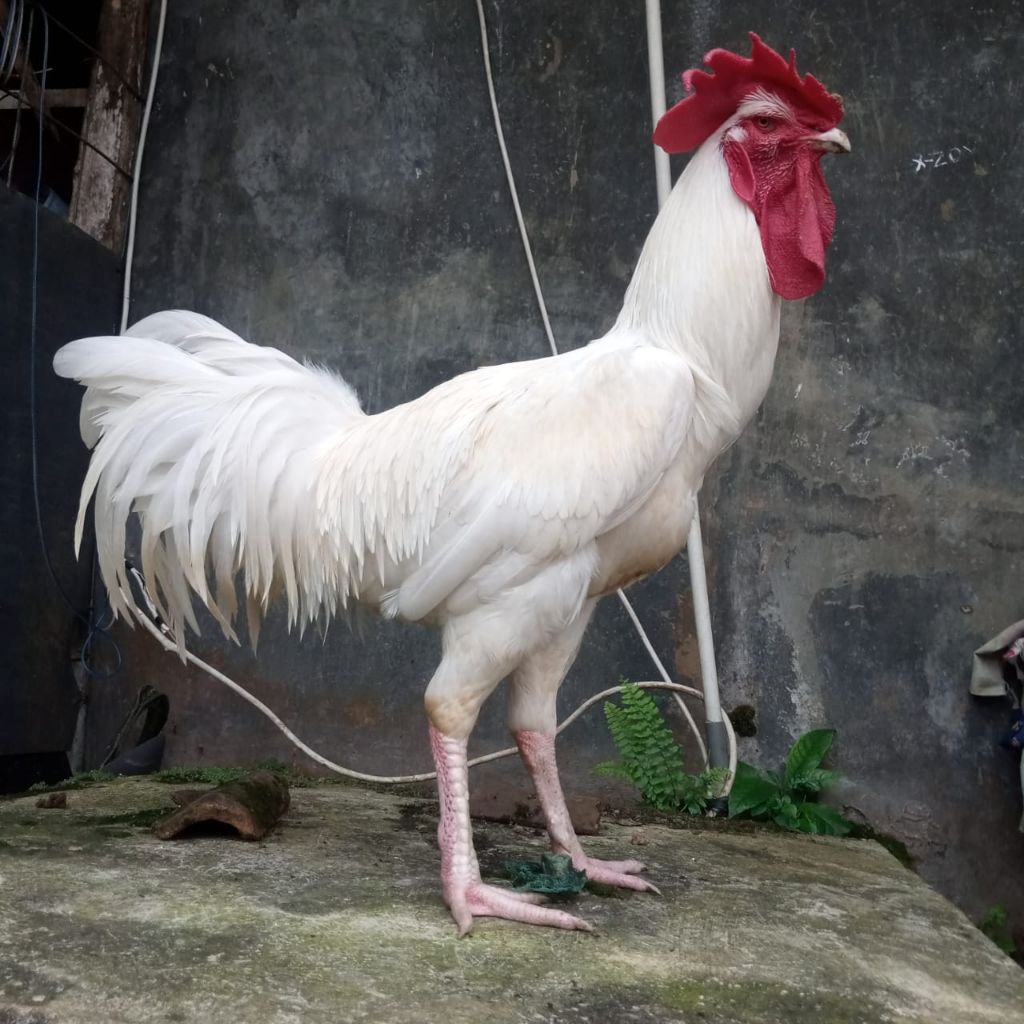 Ayam pelung putih dewasa/ayam jago/ayam hias