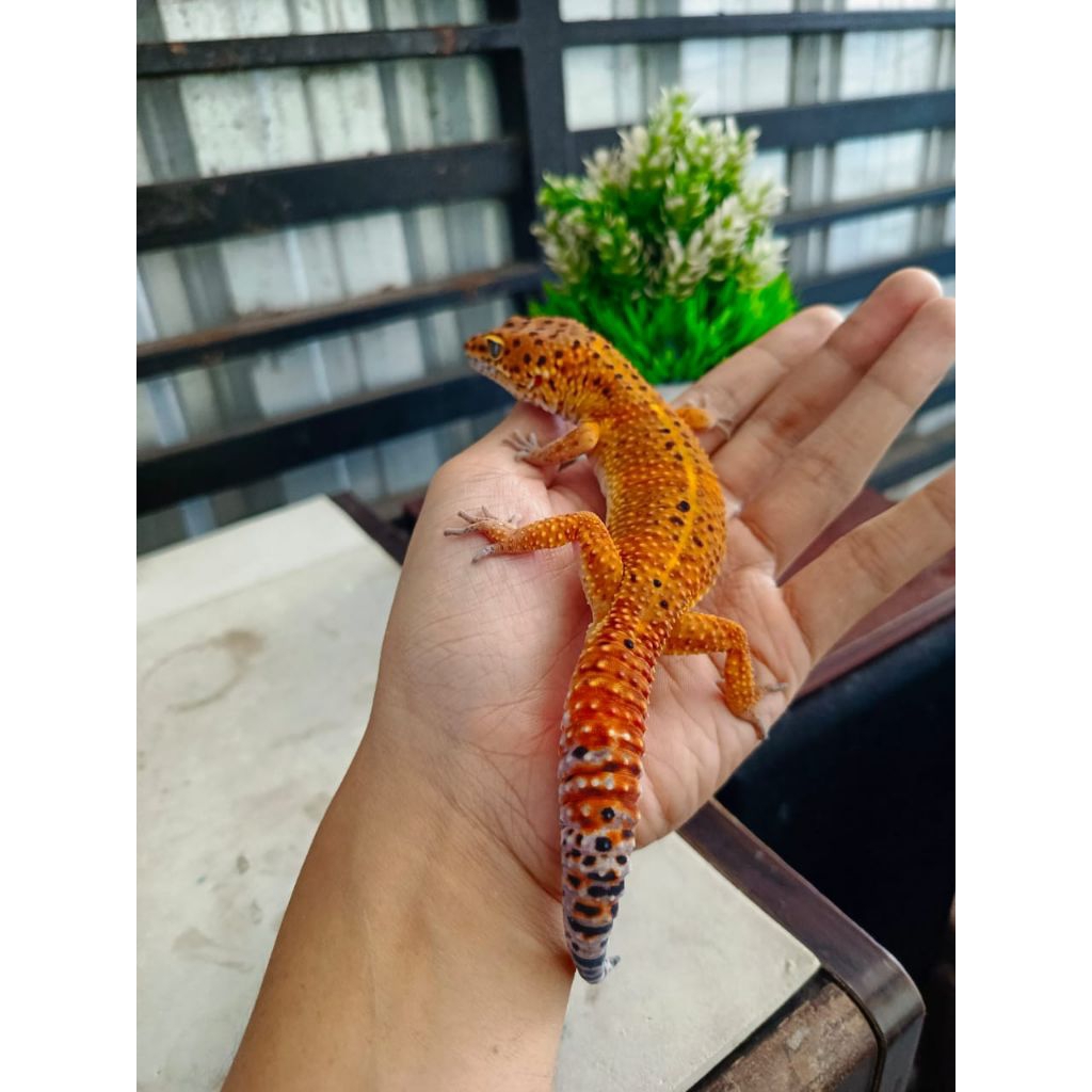 leopard gecko