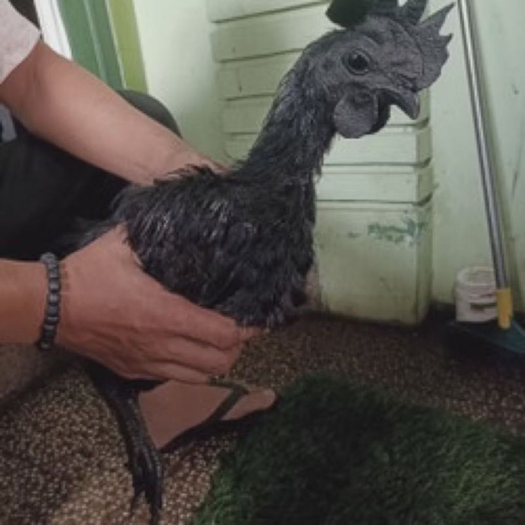 ayam cemani 7 bulan asli pilihan