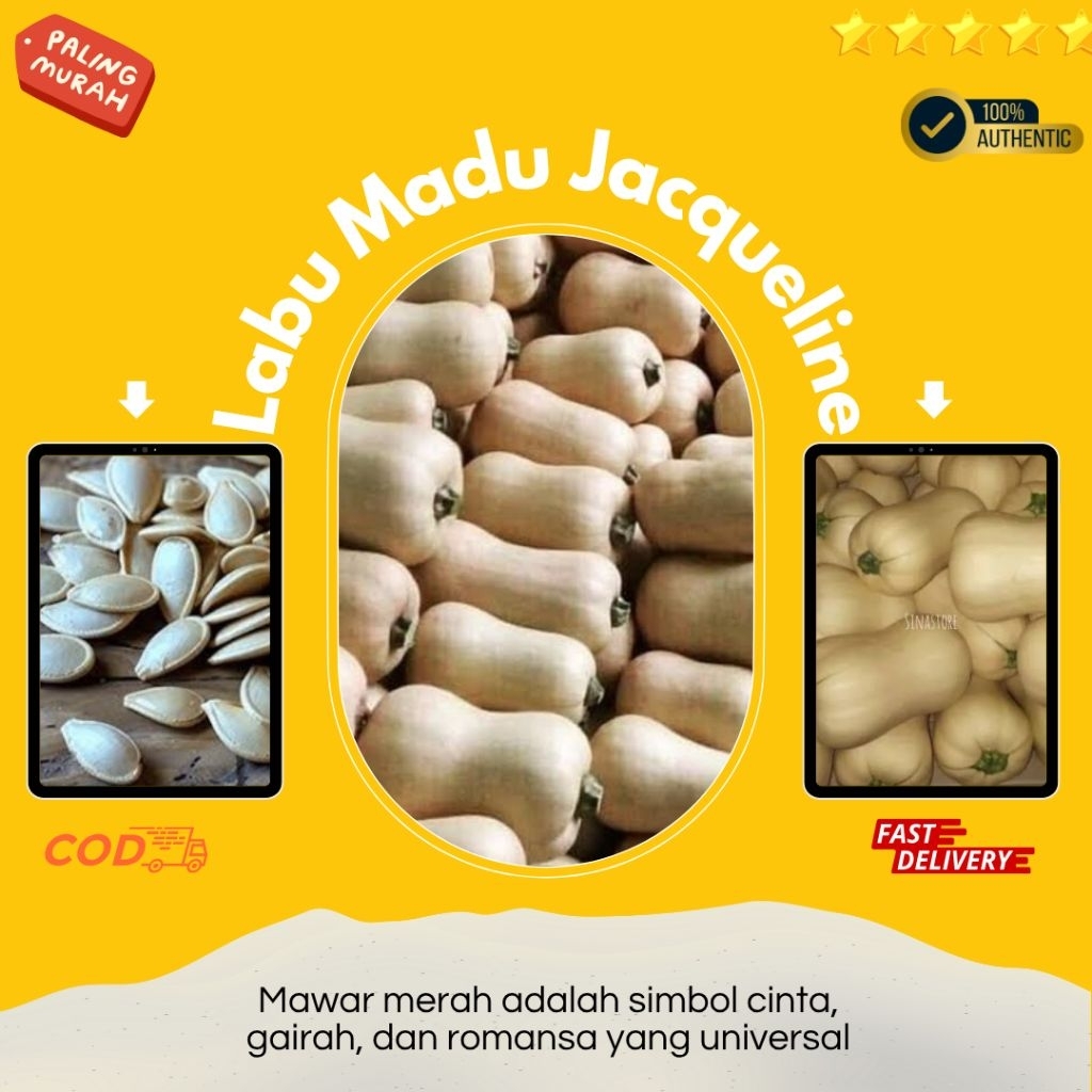 5 Benih labu butternut varietas jacqueline F1 enza zaden