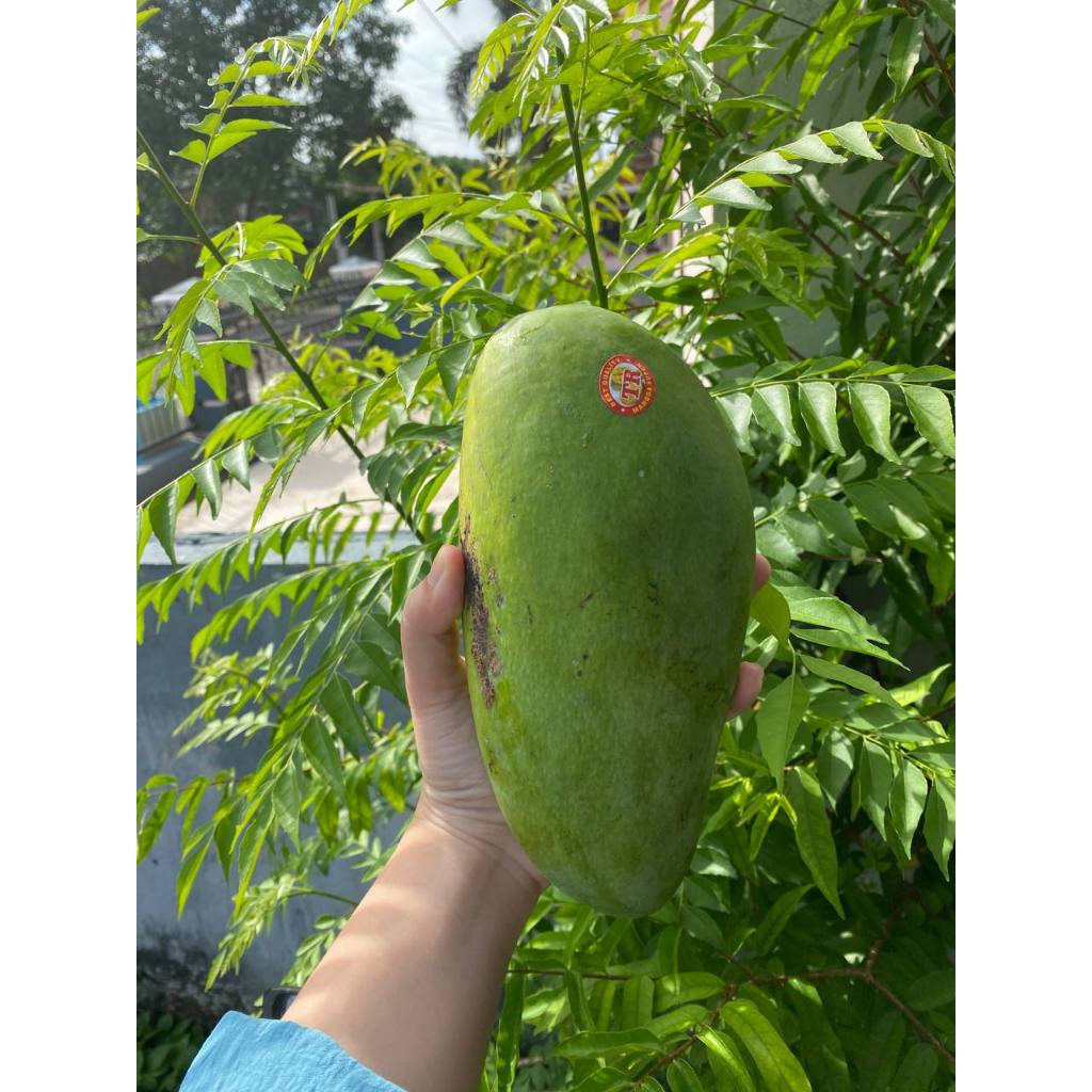 

MANGGA KIOJAY BIJI TIPIS