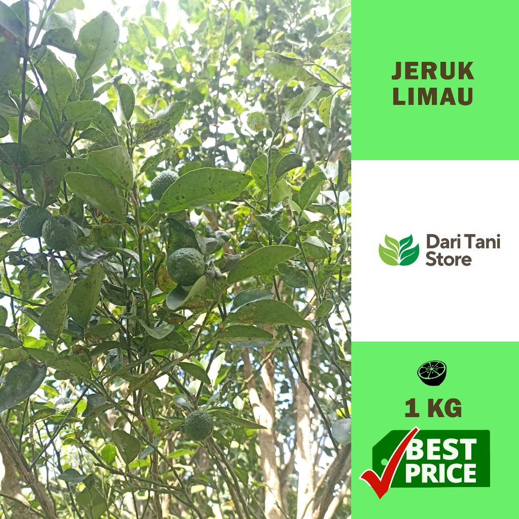 

Jeruk Limau Segar 1Kg – Dipetik Langsung dari Kebun Petani