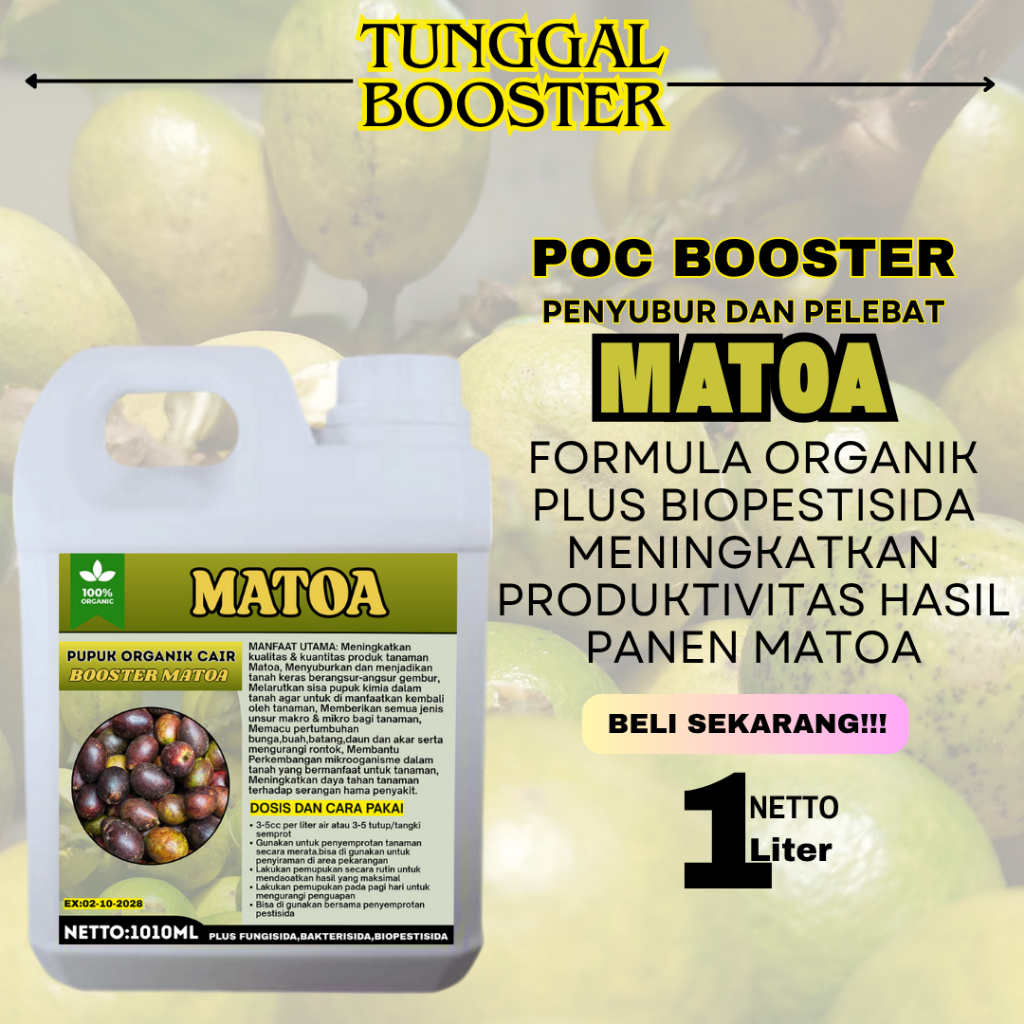 Pupuk melebatkan Buah Matoa/Pupuk pelebat Buah Matoa/Pupuk Matoa/Pupuk penyubur dan perangsang Buah 