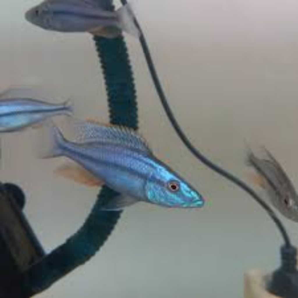 Blue Jendral Chiclid