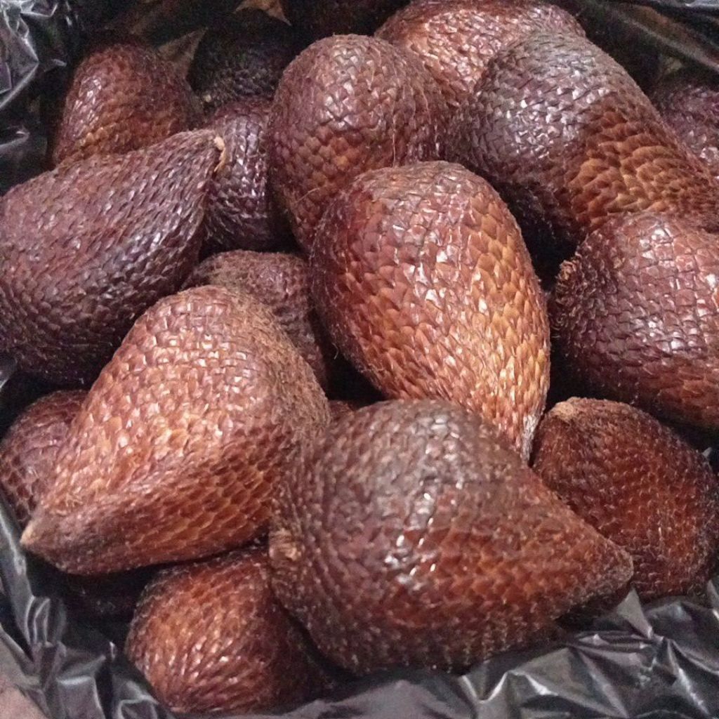 

Buah Salak Pondoh