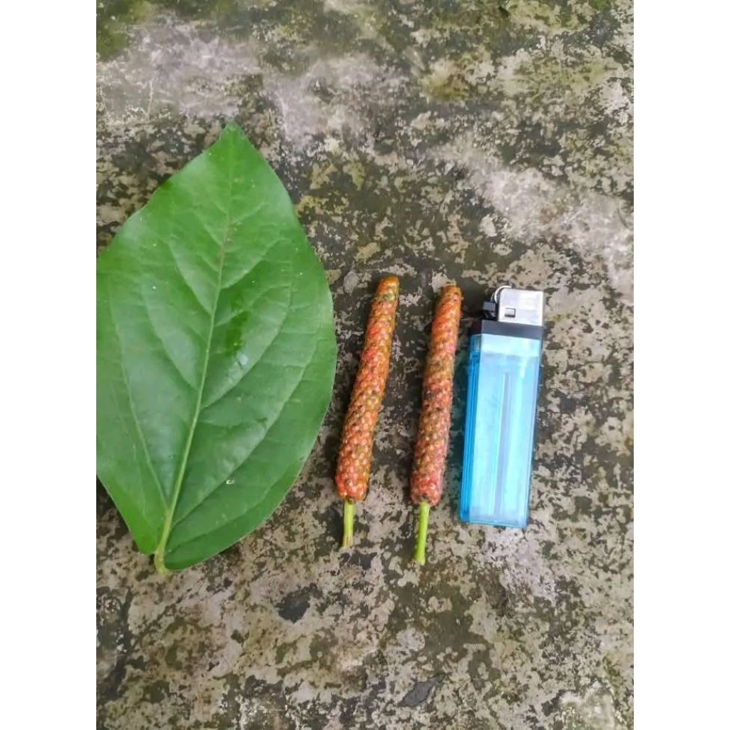 Bibit cabe jawa jenis hibrida sulur bawah super  Rp1250/ Batang