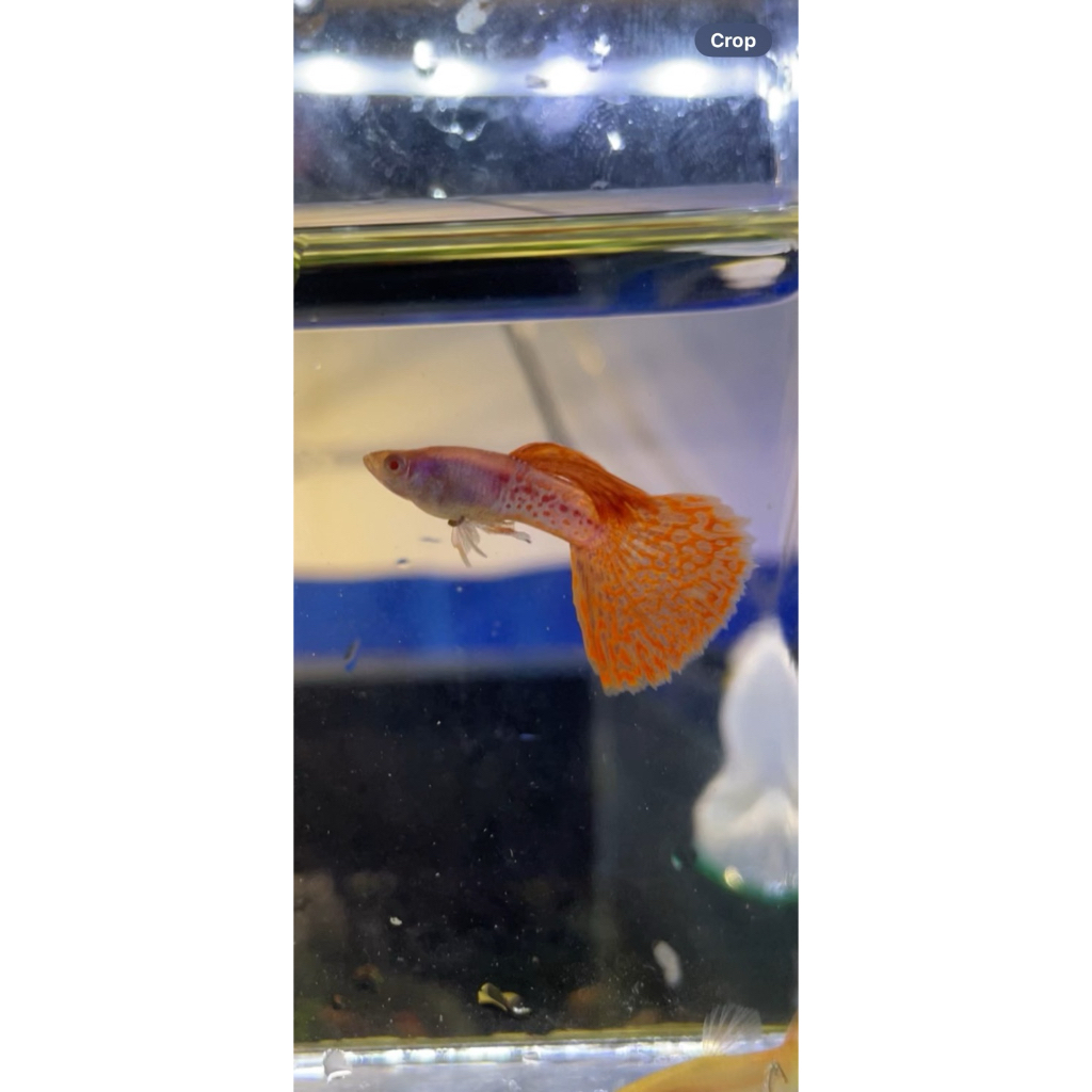 Albino SnakeSkin Red Lace Big Dorsal Best Quality