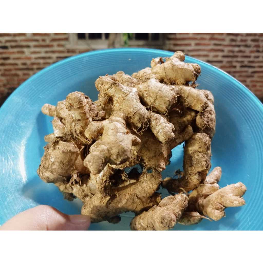 

jahe emprit segar 1 kg