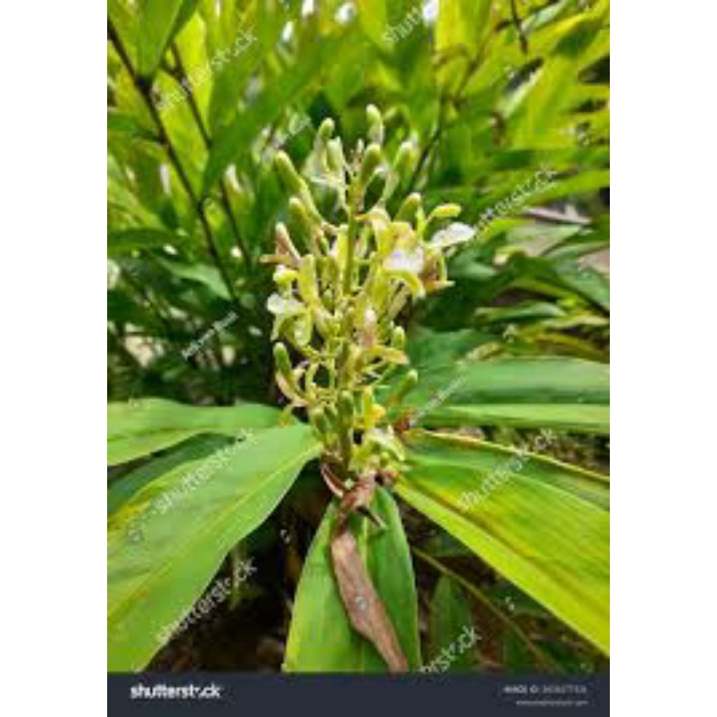 

bunga lengkuas / bunga laja /bunga laos / buanh lengkuas buah laja buah laos