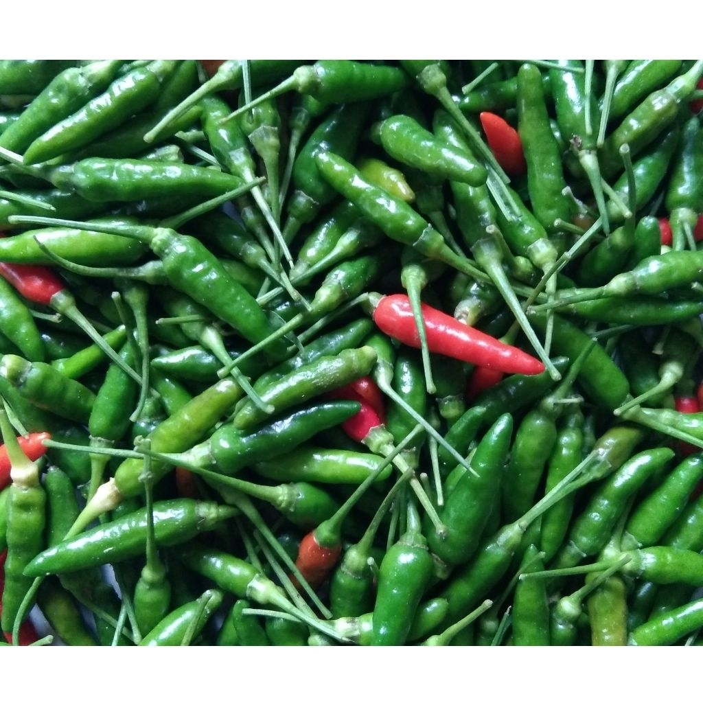 

Cabe Rawit Gunung Lokal Segar 500 gram