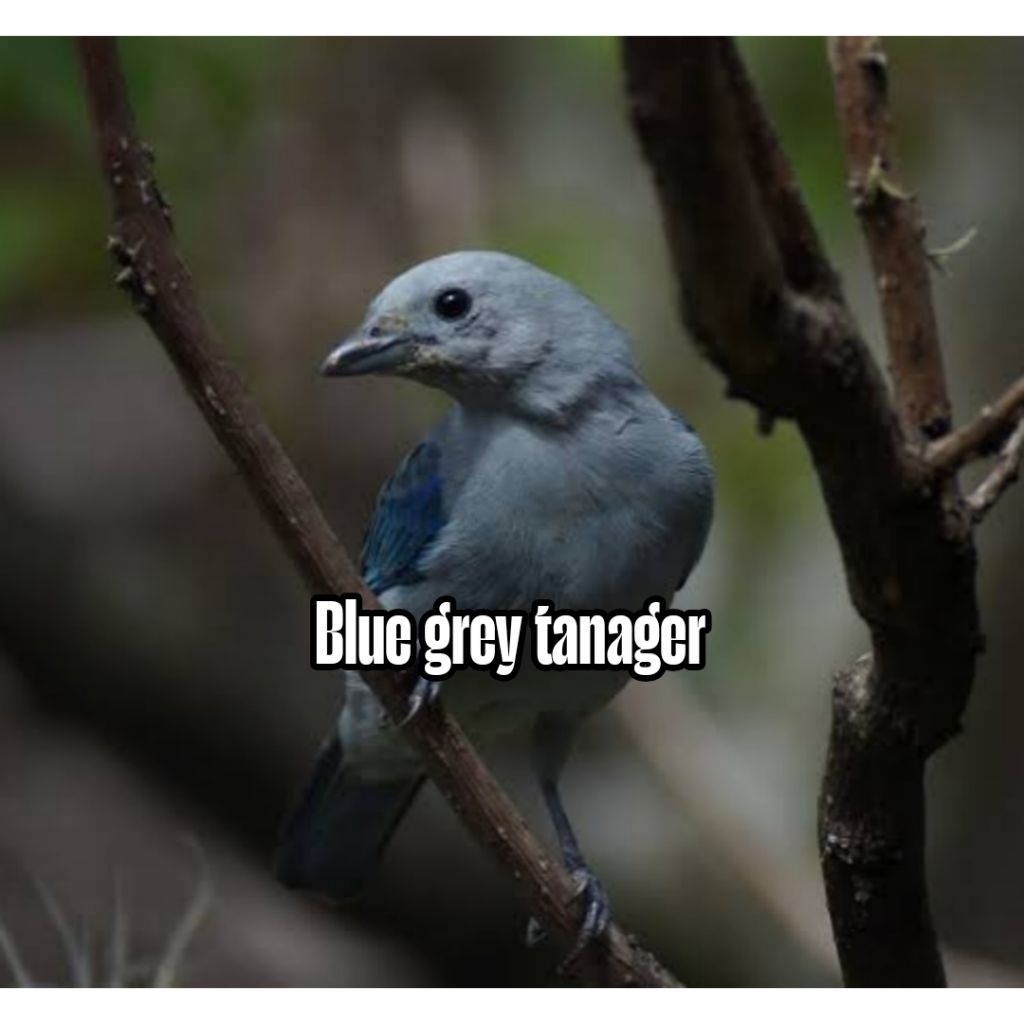 

Telur fertil burung kenari Blue grey siap tetas