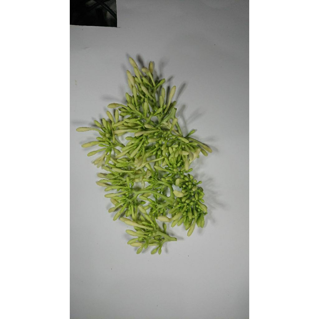 

Bunga pepaya Gandul atau kates