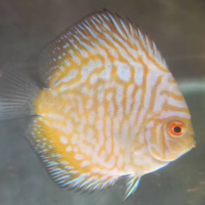 Discus aquascape / Discus yellow pigeon kualitas terbaik