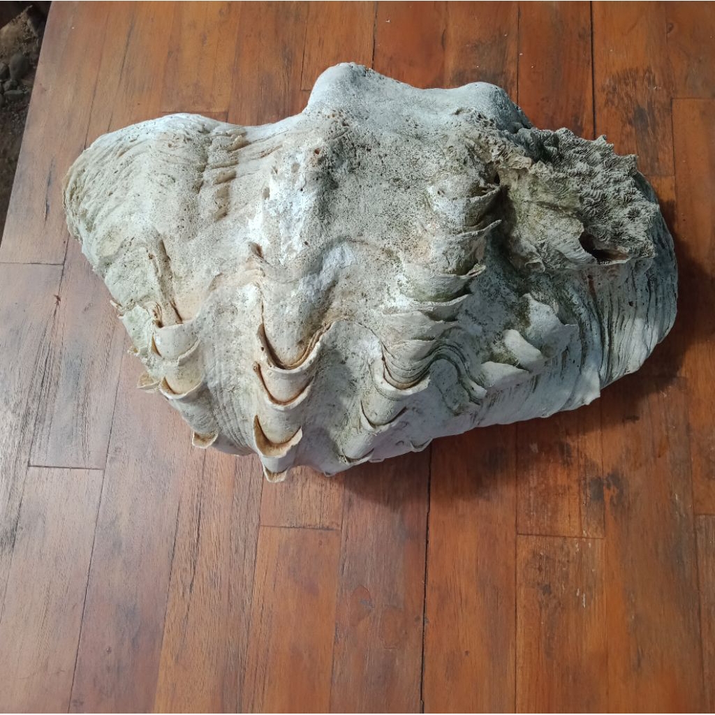 cangkang kerang laut jumbo jinny